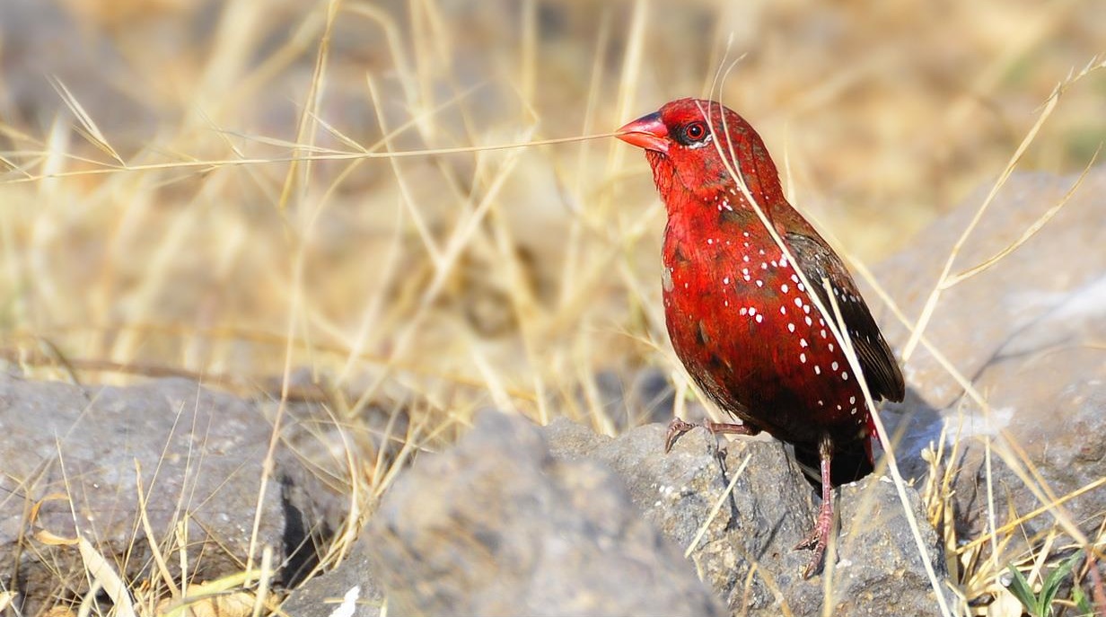 Red Strawberry Finch Aviculture Hub