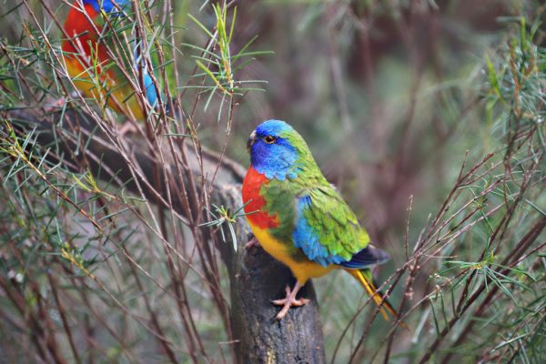 Scarlet-chested Parrot - Aviculture Hub