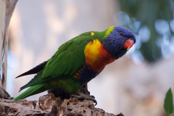 Rainbow Lorikeet - Aviculture Hub