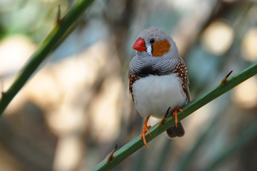 Zebra Finch - Aviculture Hub