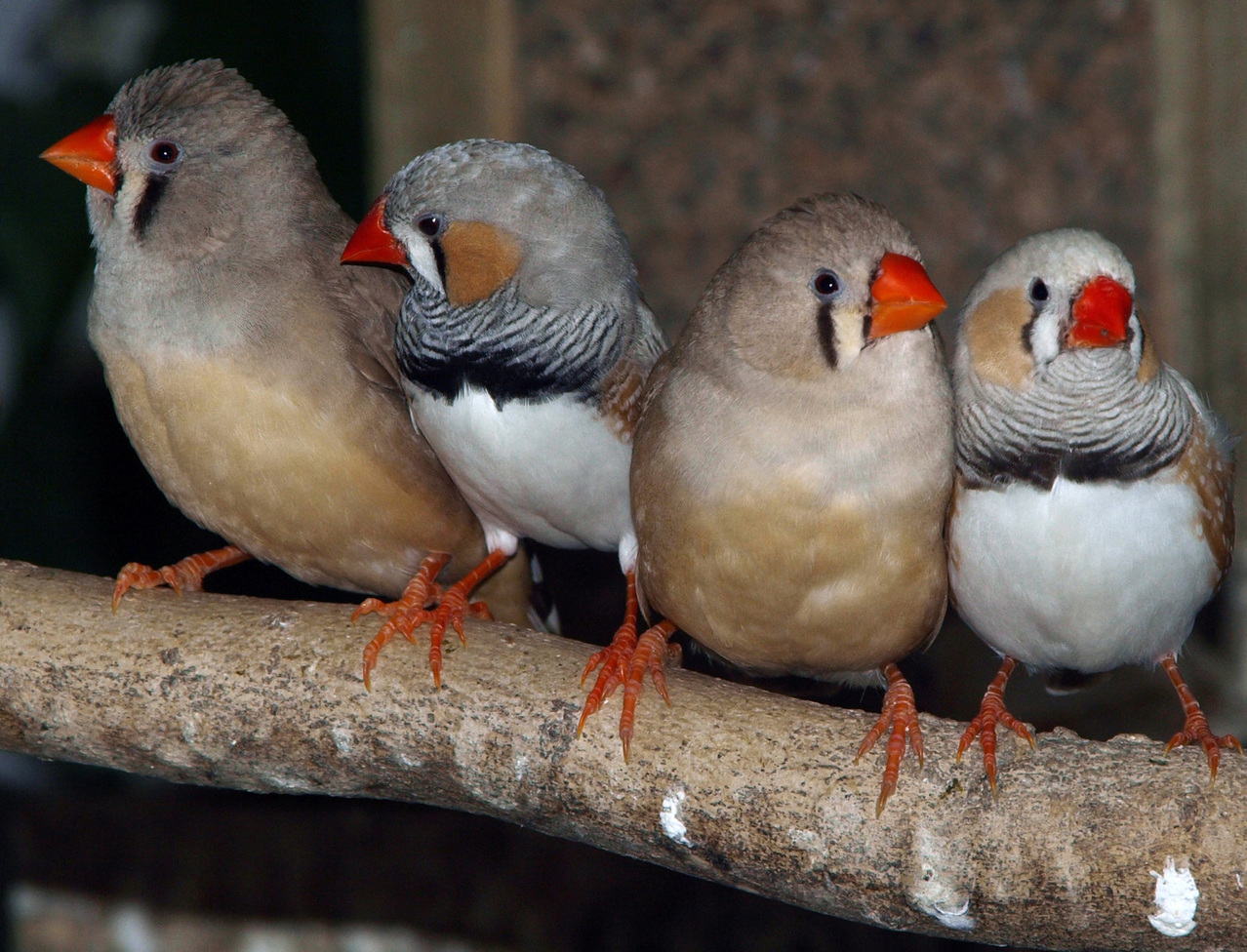 Study Finds Free Mate Choice Enhances Finch Breeding Performance ...