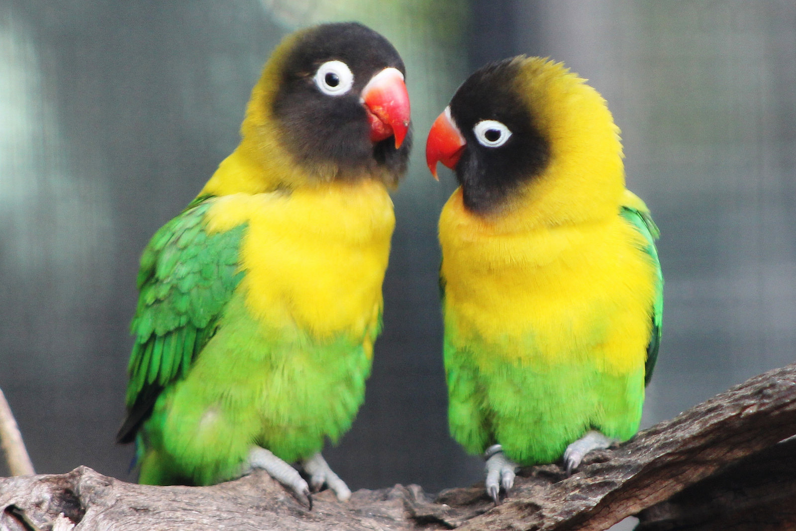 Masked Lovebird - Aviculture Hub