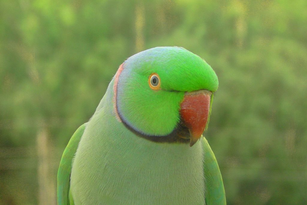 indian ringneck parakeet colors