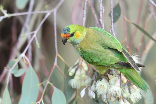 Practical tips for keeping lorikeets - Aviculture Hub