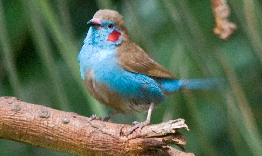 cordon blue finches