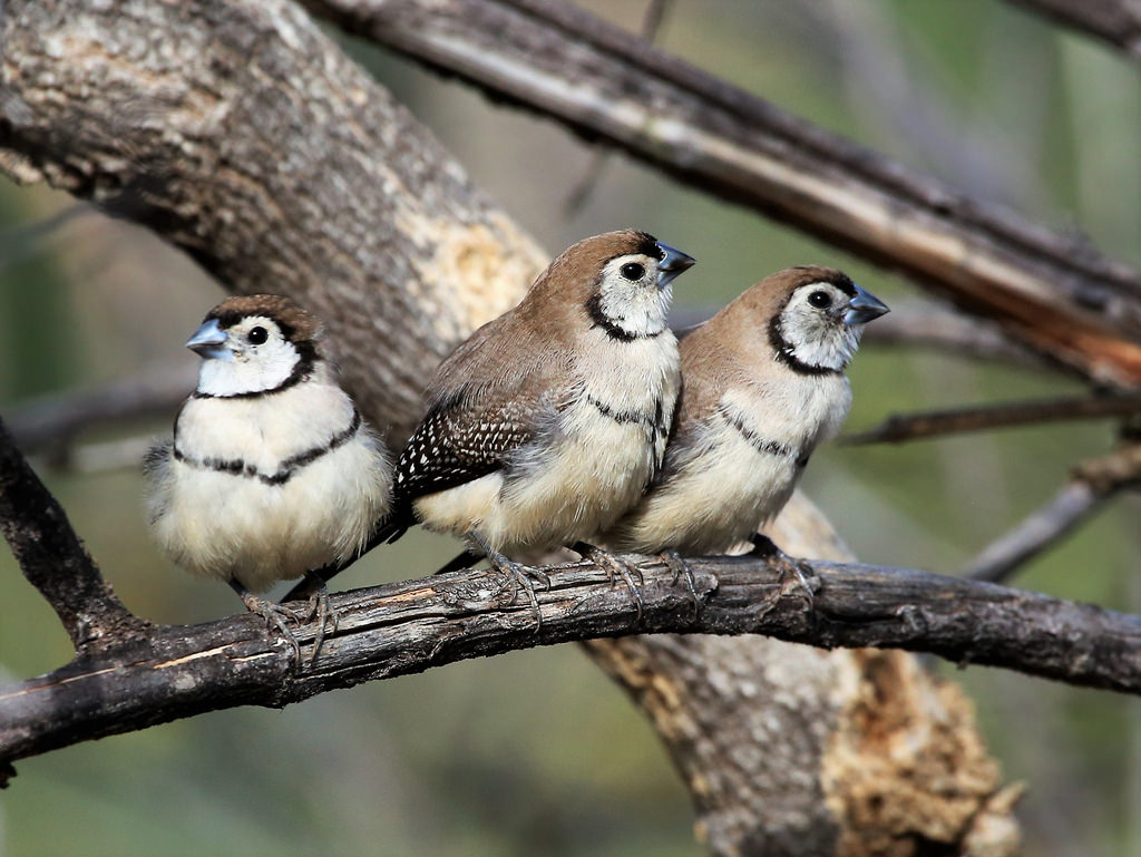 What are the best finches for beginners? Aviculture Hub