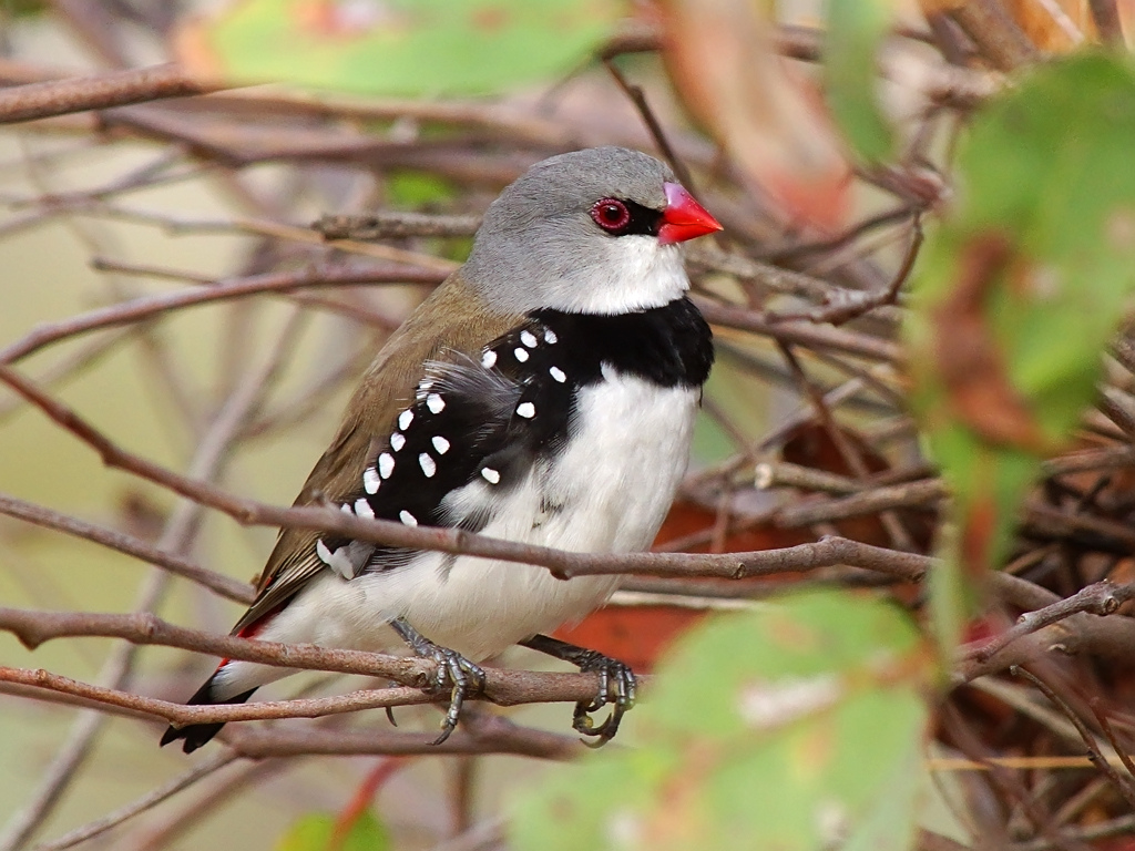 zebra-finch-breeding-basics