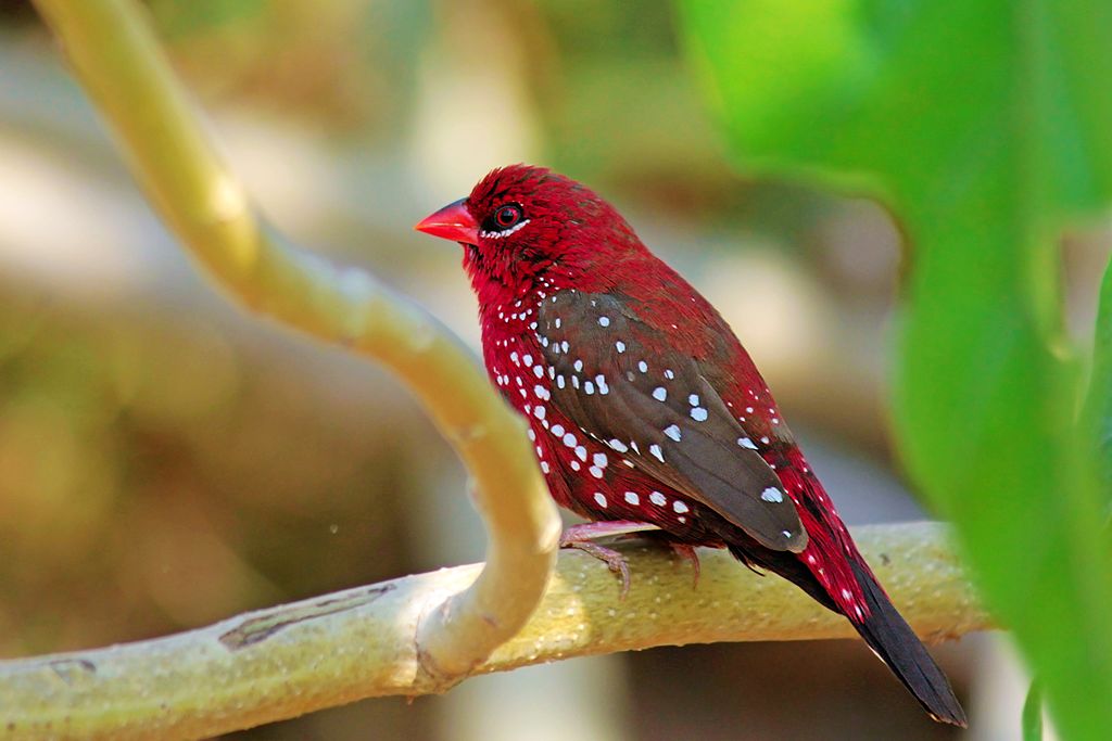 Red Strawberry Finch - Aviculture Hub