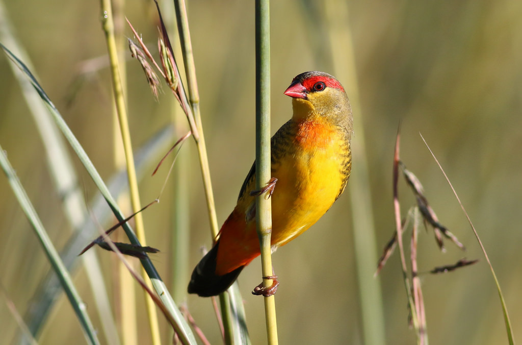 Orange Breasted Waxbill Aviculture Hub