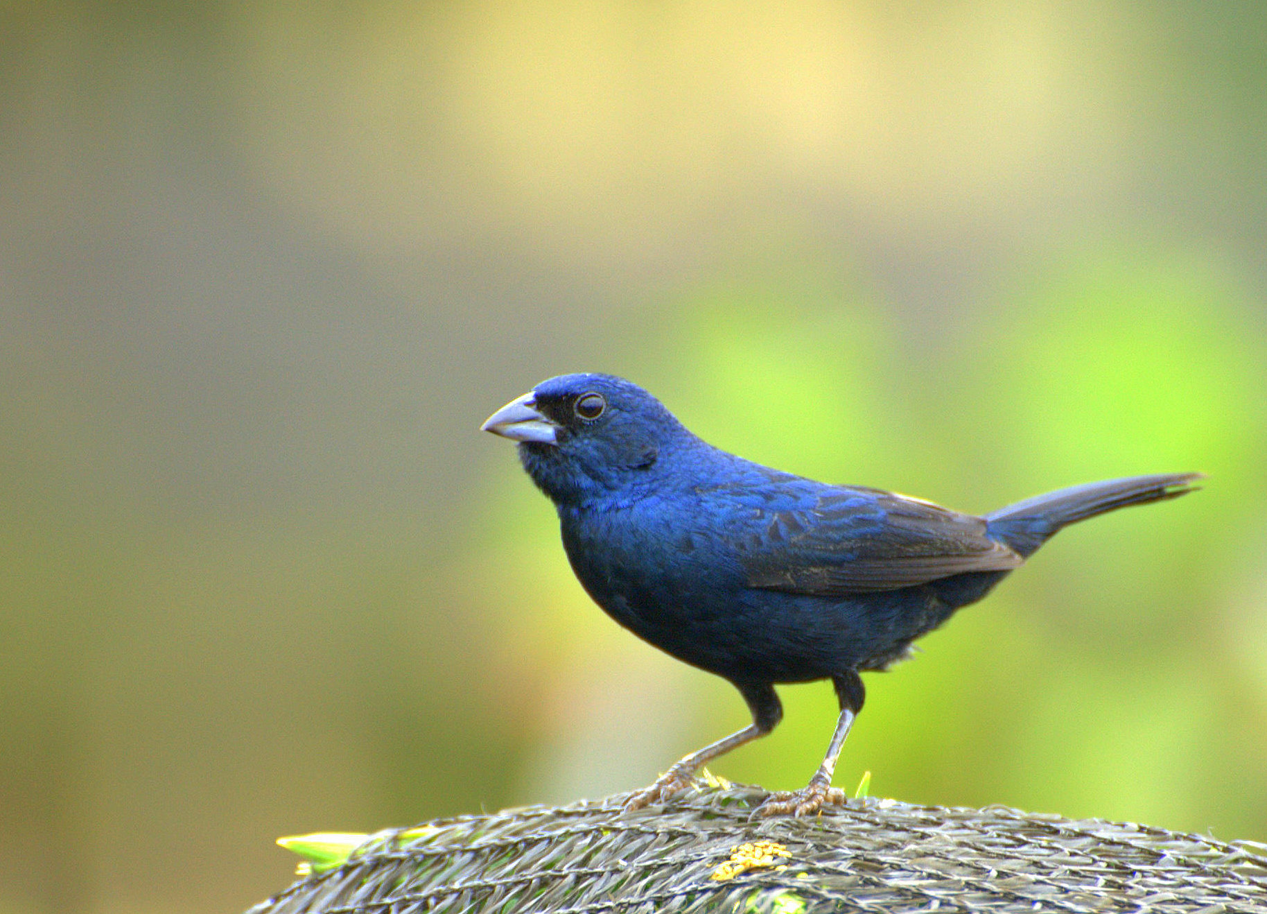 Birds Purple Blue Black