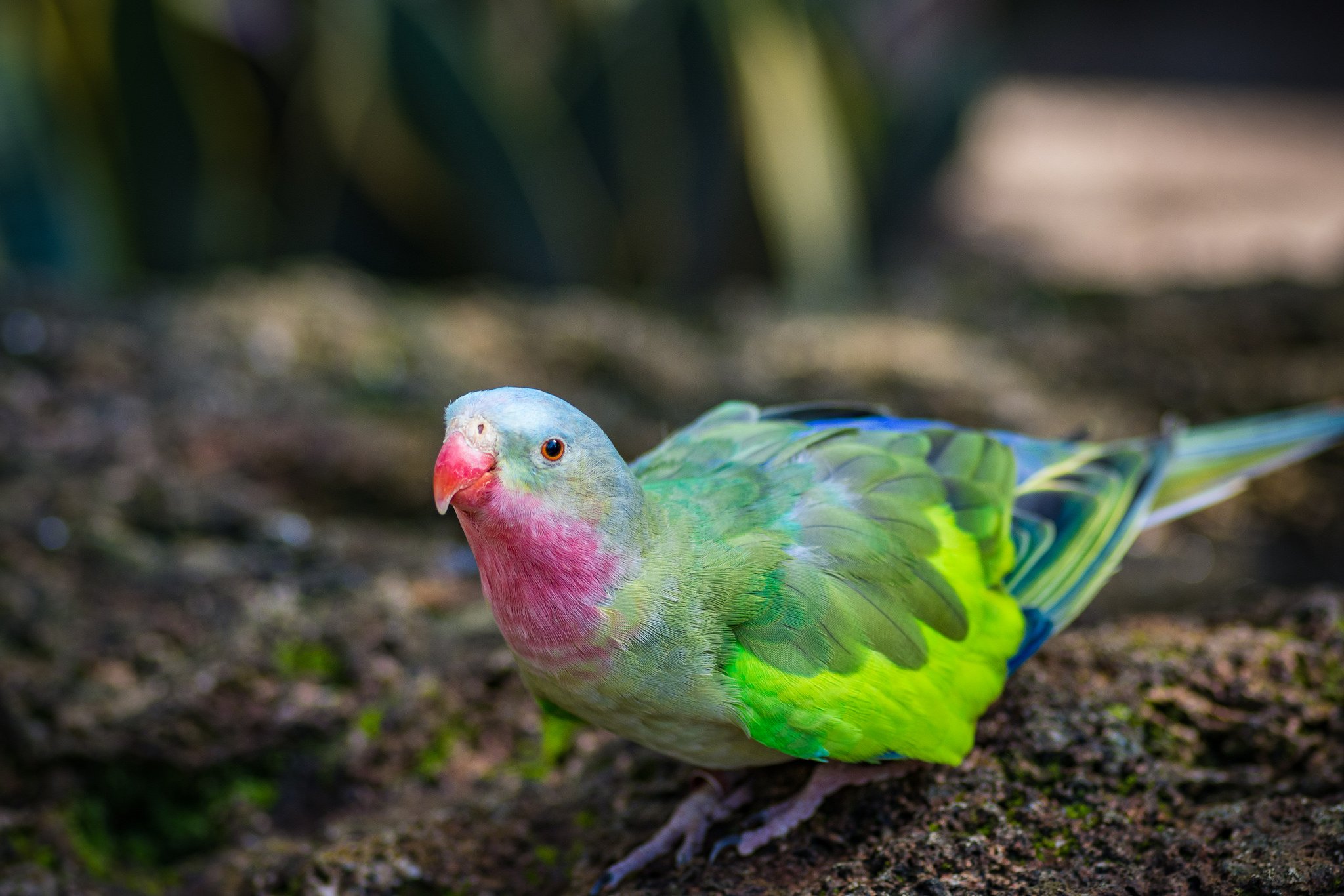 Princess Parrot - Aviculture Hub