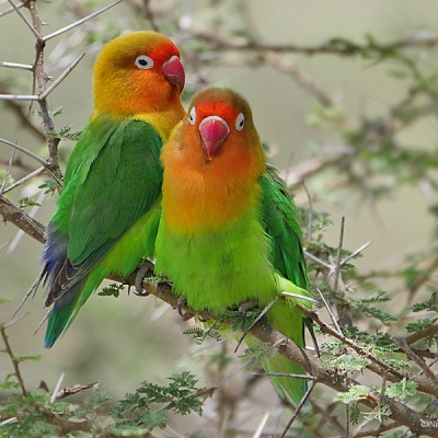 African Lovebird species in Australian aviculture - Aviculture Hub
