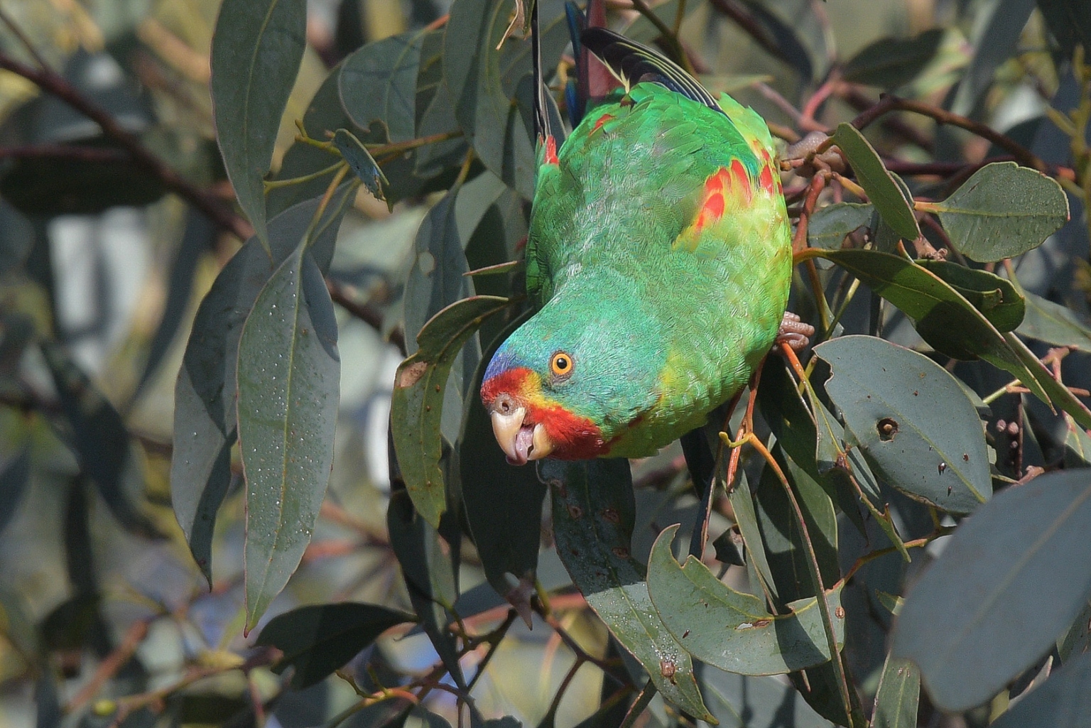 Swift Parrot - Aviculture Hub