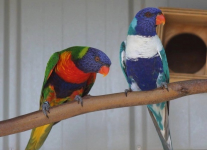 An update on the blue rainbow lorikeet mutation - Aviculture Hub