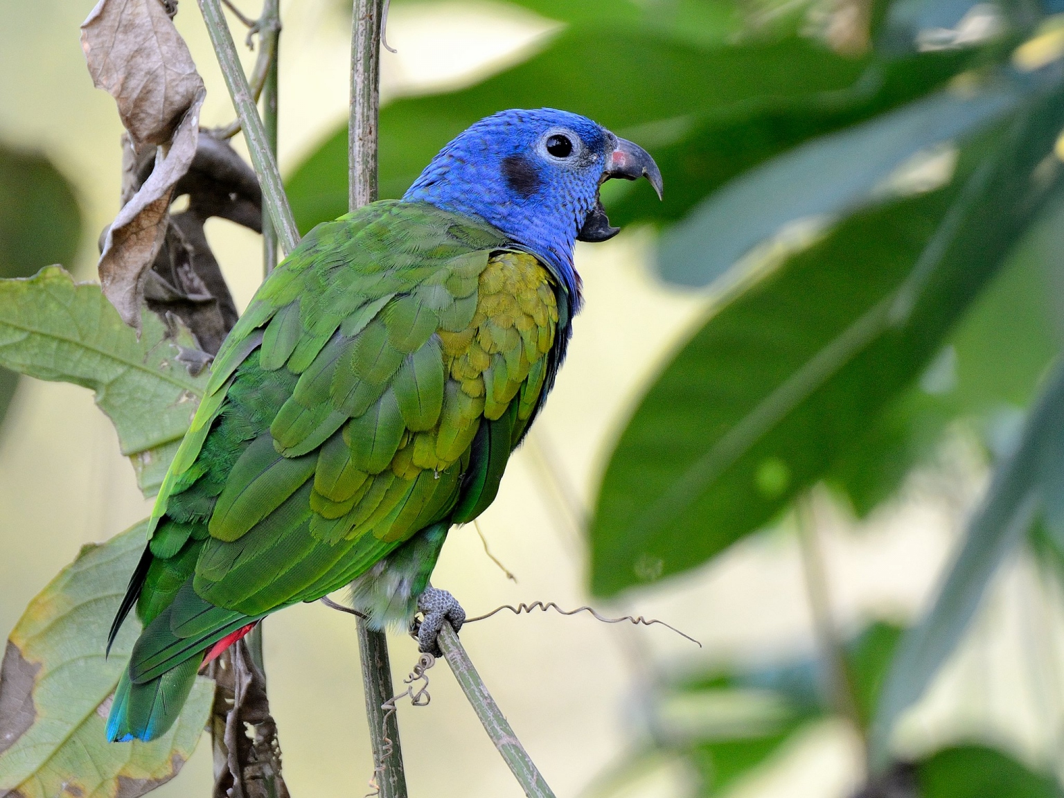 Blue-headed Pionus - Aviculture Hub