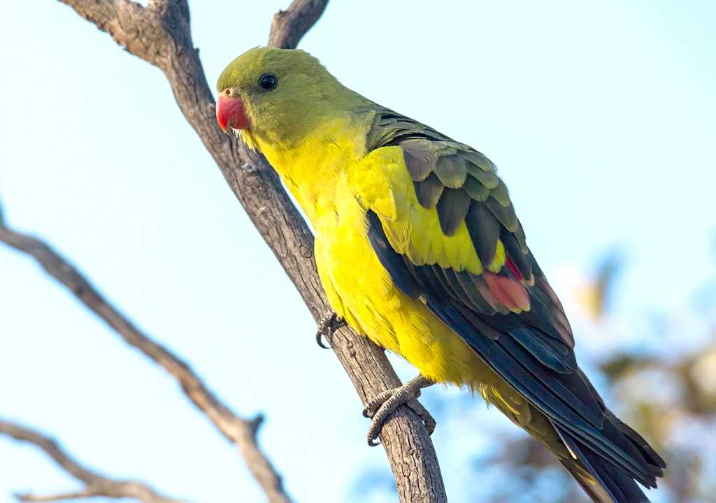 Regent Parrot - Aviculture Hub