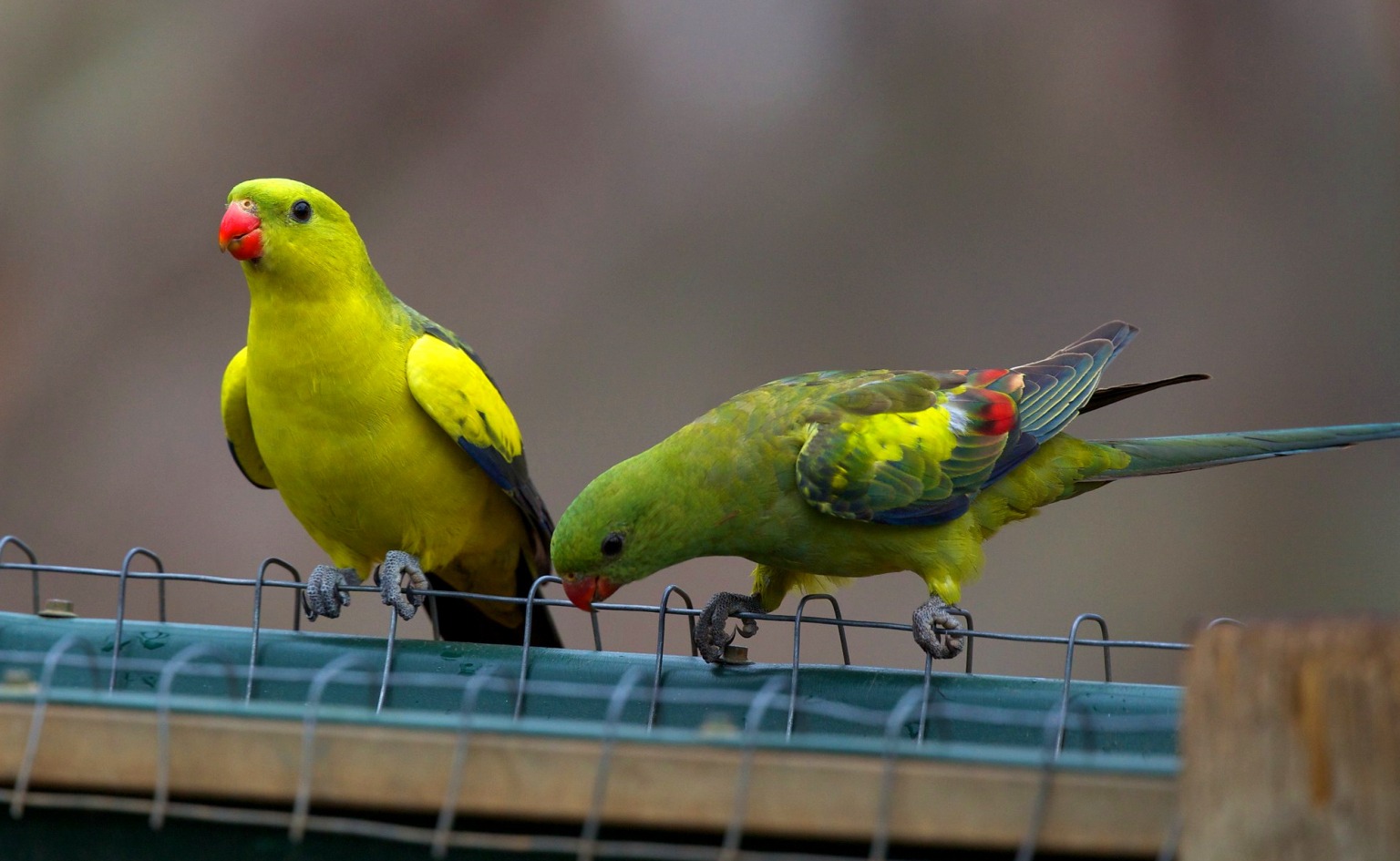 Regent Parrot Aviculture Hub