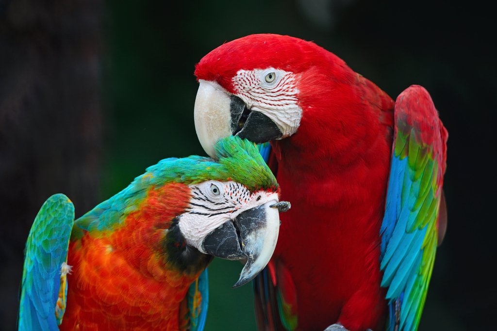 Which macaw species are available in Australia? - Aviculture Hub